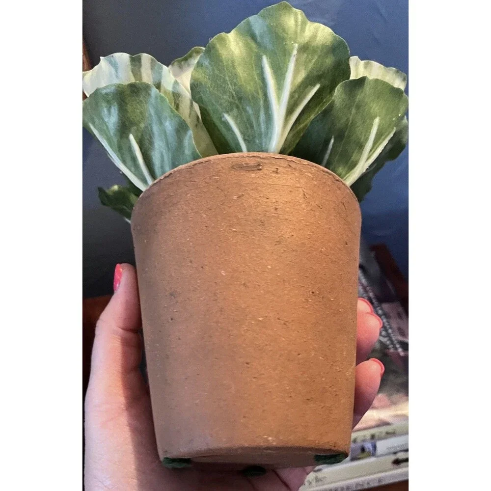 Realistic Potted Cabbage Plastic Ceramic Pot Garden Spring Easter 7inch Green